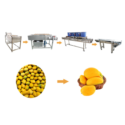 Maszyna do mycia warzyw Mango Duża linia do czyszczenia owoców i warzyw